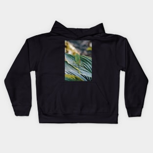 Katydid Kids Hoodie